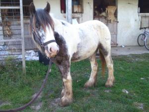 SWEETY IRISH COB